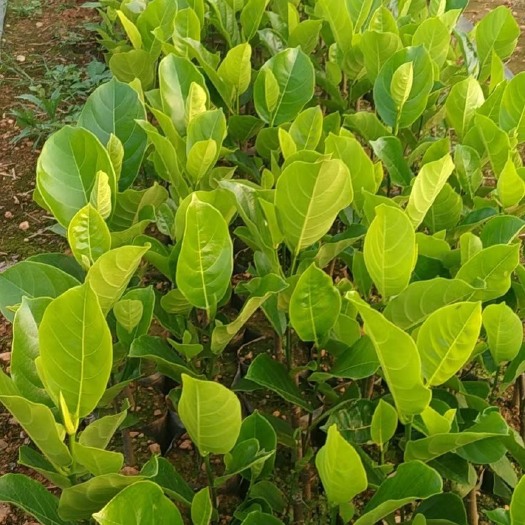 白沙县马来西亚一号菠萝蜜苗  菠萝蜜苗 马来西亚一号菠萝蜜树苗