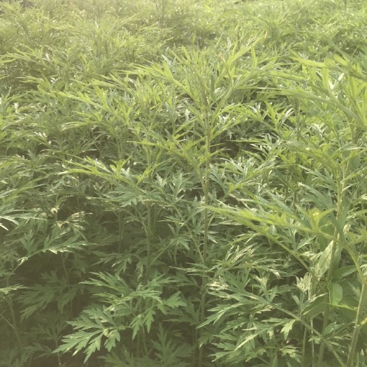 都安县艾草 大山里的艾叶草