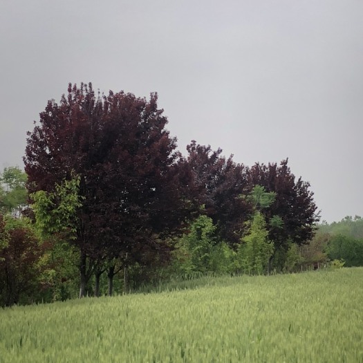 密枝紫叶李 红叶，紫叶李