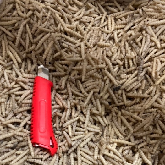 广州 竹虫