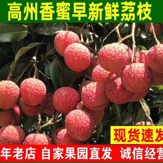 高州市白糖罂荔枝 荔枝（白糖罂）