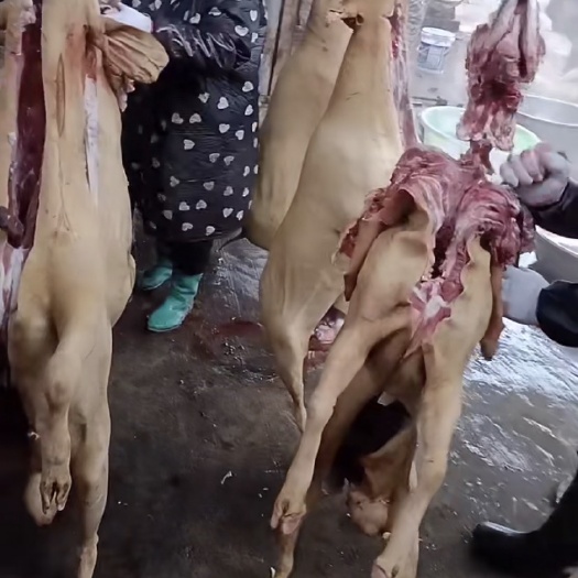 威宁县羊腿肉  羊肉，现宰羊肉