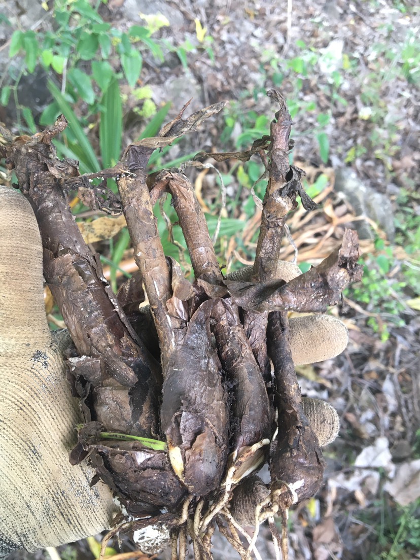 曼珠华沙，彼岸花，黄色彼岸花，曼珠华沙黄色，红花石蒜黄花石蒜