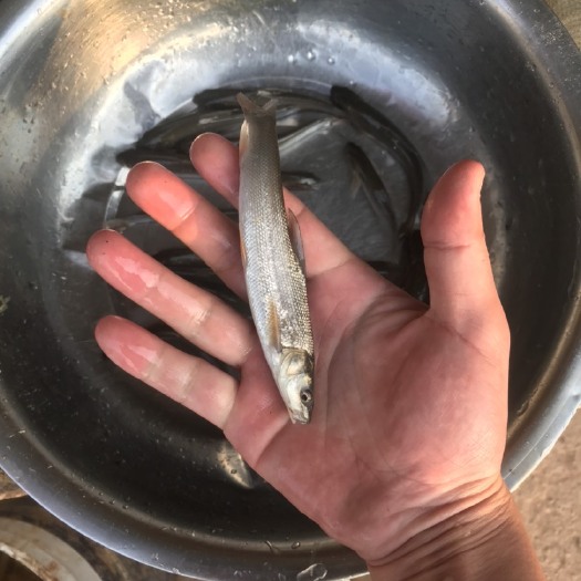 富顺县银鳕鱼苗  银鳕，雅鱼优良品种，成活率高，耐高低温，