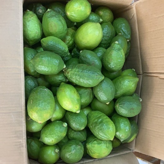 广州 广东香水柠檬