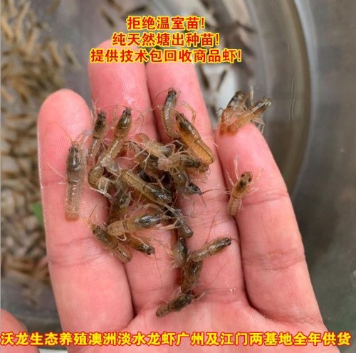 江门小龙虾苗  澳洲淡水小龙虾