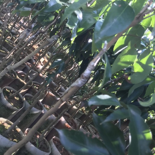 灵山县桂味荔枝苗  桂味荔枝带果发苗，嫁接苗￼1.1－1.2公分