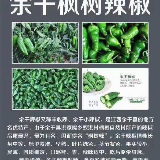 上海薄皮椒  余干枫树辣椒