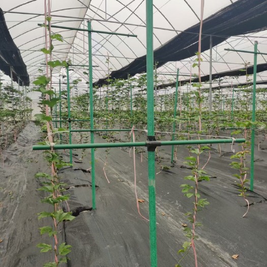 深圳小拱棚杆 大棚骨架  玻璃纤维支撑杆，百香果基地实拍。小拱棚