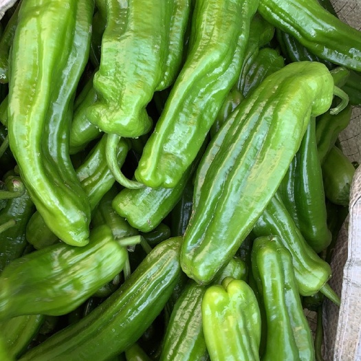 辣椒，二荆条基地直售