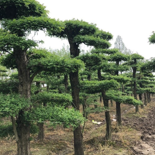 京山市 对节白蜡工程苗15公分