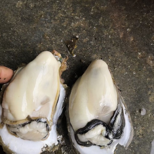 佛山三倍体生蚝  大量批台山乳山湛江阳江广西三倍体 产地直发 诚信经营