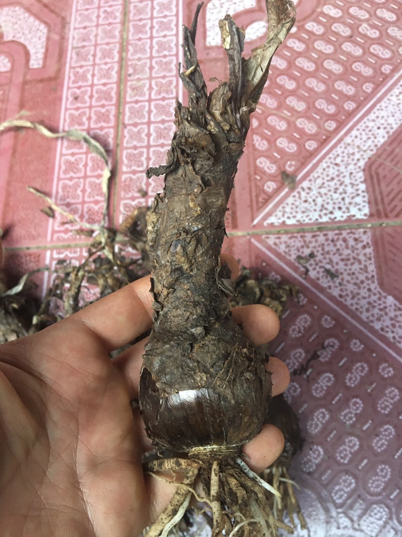 曼珠华沙，彼岸花，黄色彼岸花，曼珠华沙黄色，红花石蒜黄花石蒜