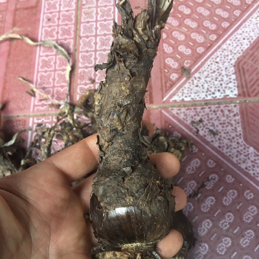 曼珠华沙，彼岸花，黄色彼岸花，曼珠华沙黄色，红花石蒜黄花石蒜