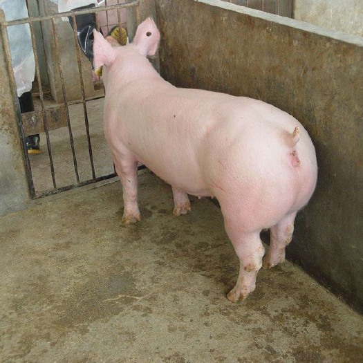 武汉太湖猪  买母猪送公猪 一窝产仔20头以上，保证15天成活率