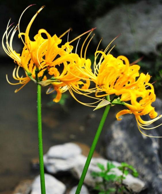 曼珠华沙，彼岸花，黄色彼岸花，曼珠华沙黄色，红花石蒜黄花石蒜