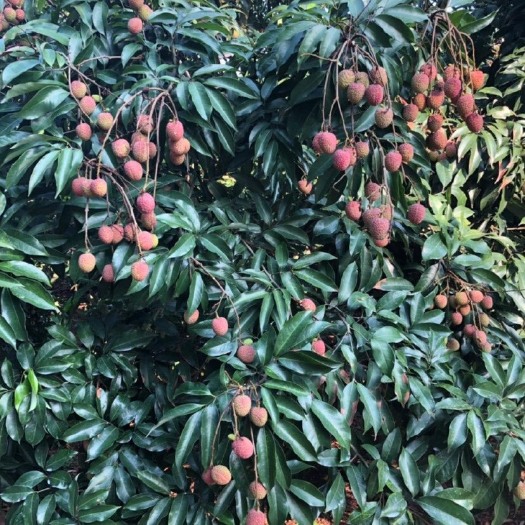 雷州市白糖罂荔枝 白糖罂甜荔枝