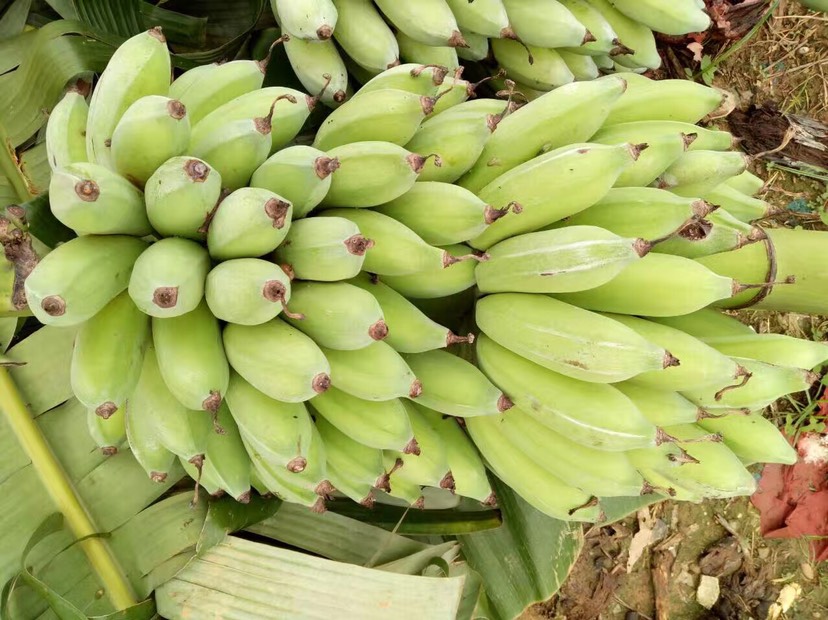 广西苹果蕉粉蕉贡蕉甜香蕉应季水果包邮坏果包赔净重5斤3斤9斤