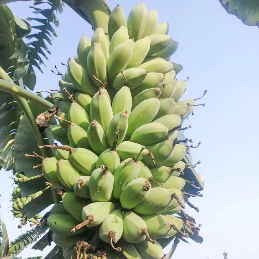 广西苹果蕉粉蕉贡蕉甜香蕉应季水果包邮坏果包赔净重5斤3斤9斤