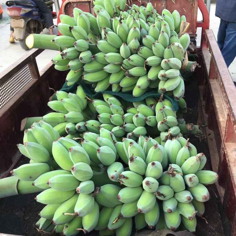 广西苹果蕉粉蕉贡蕉甜香蕉应季水果包邮坏果包赔净重5斤3斤9斤