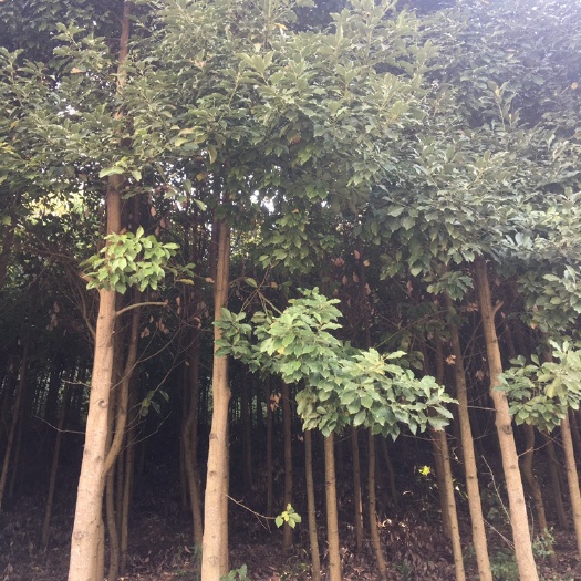 宜良县滇润楠 地苗
