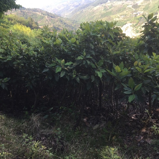 山玉兰，云南山玉兰
