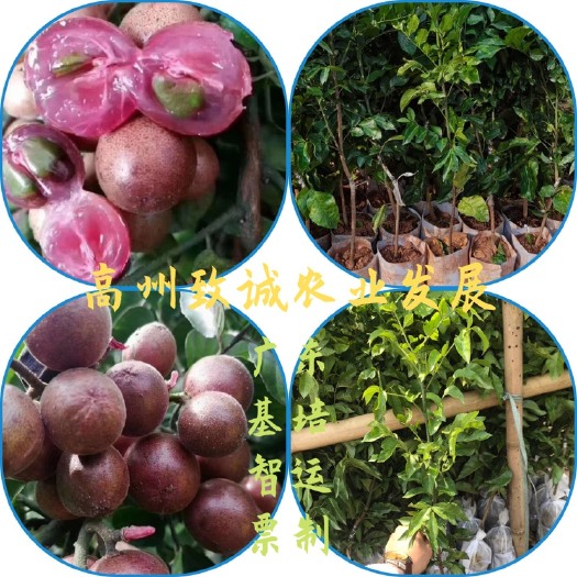 高州市紫肉黄皮果苗 紫色黄皮果苗 泥球/营养杯苗