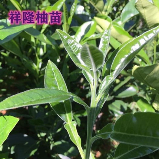 梅州泰国红宝石柚苗，正宗泰国嫁接苗