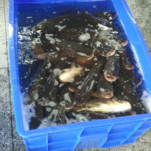 资兴市雄鱼 鳙鱼