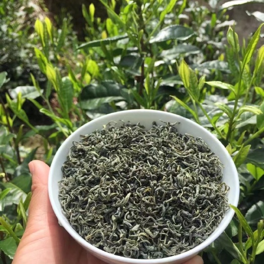休宁县毛峰茶  黄山炒青