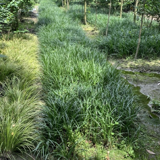 成都吉祥草 阔叶山麦冬   1000苗起包邮价。量大另议