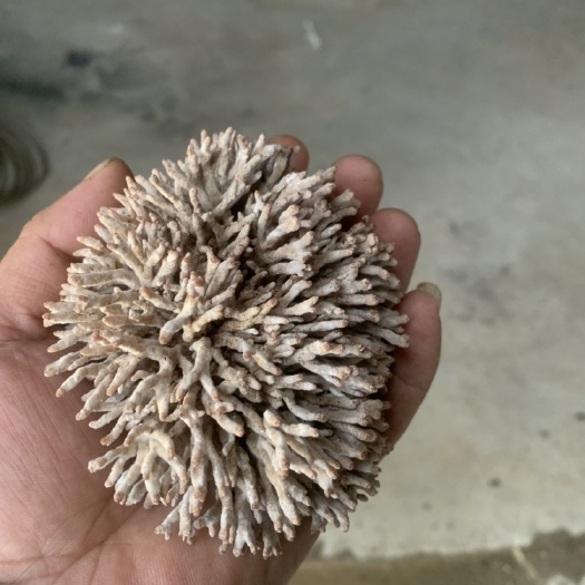 珊瑚菌