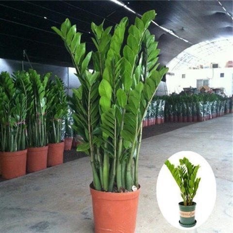 沭阳县 金钱树盆栽摇钱树花苗发财树花卉盆室内绿植物客厅办公室桌面盆景