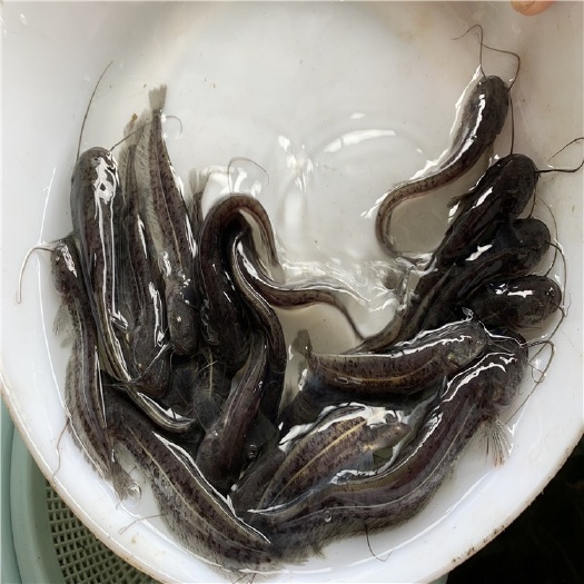 富顺县大口鲶鱼苗  大口鲶，南方大口鲶，
