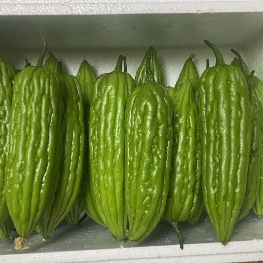 沈阳绿苦瓜 苦瓜