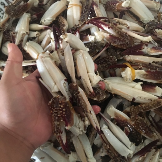 连云港远海梭子蟹  梭子蟹蟹腿，蟹钳，中号蟹腿，大号蟹腿