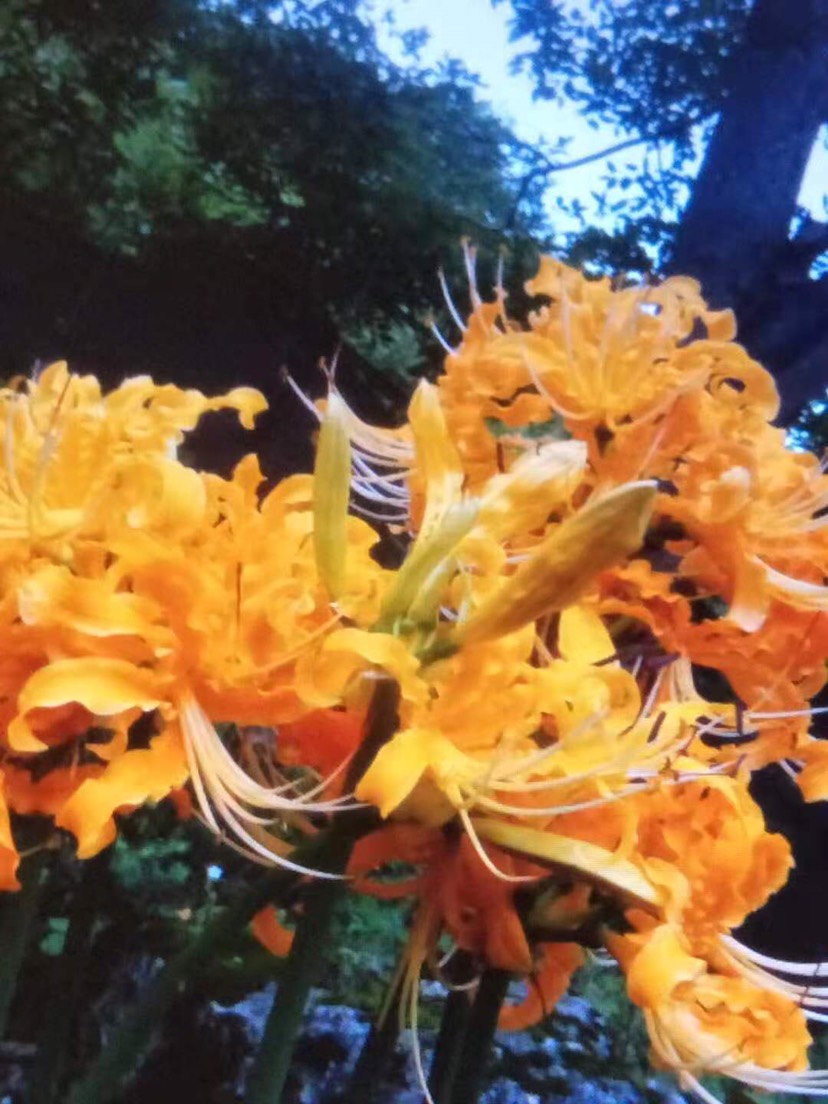 曼珠华沙，彼岸花，黄色彼岸花，曼珠华沙黄色，红花石蒜黄花石蒜