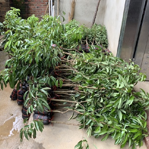 灵山县桂味荔枝苗 水田苗 根系发达