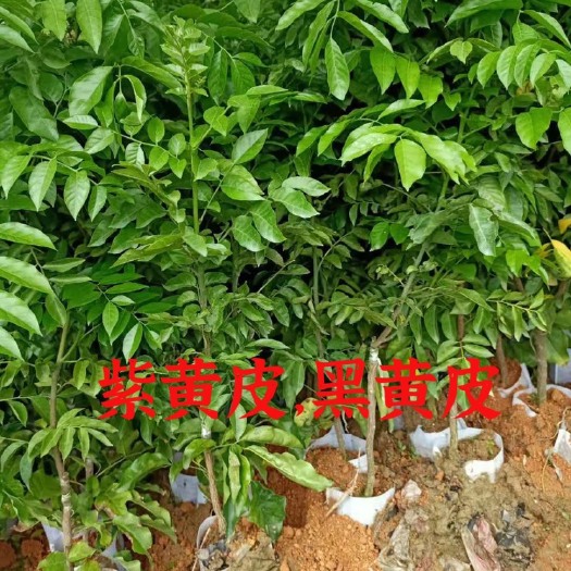 灵山县黑黄皮果苗  黑黄皮 紫色黄皮苗
