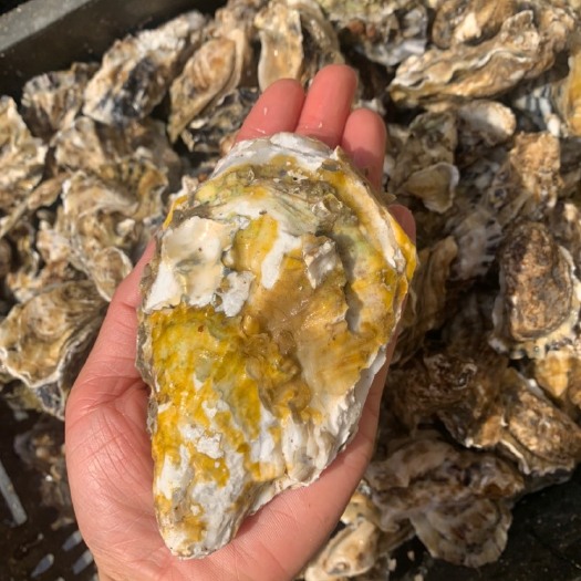 连云港长牡蛎  生蚝新鲜大牡蛎带壳海蛎子海鲜水产贝类