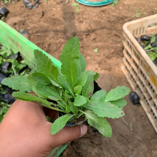 青州市鼠尾草，基地直销价格便宜，常年供应绿化工程，支持实地看货