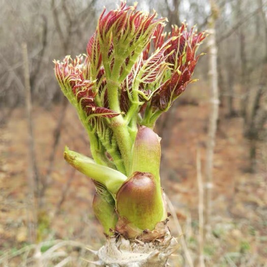 尚志市刺老芽  野生山野菜