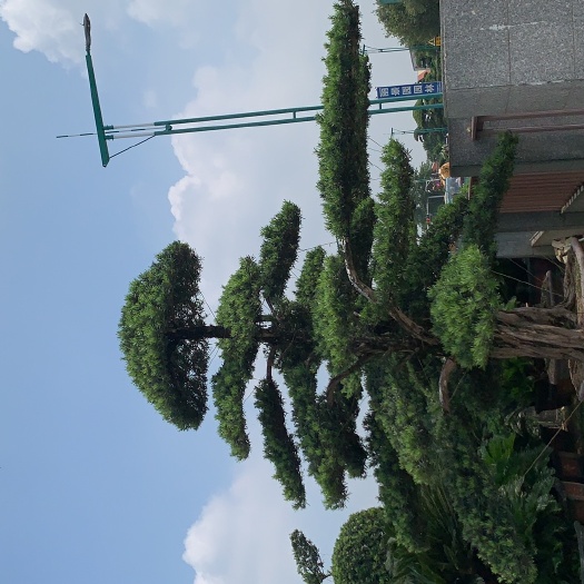佛山小叶罗汉松 精品造型罗汉松
