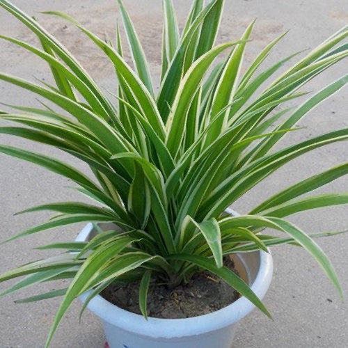 沭阳县 吊兰金边金心吊兰盆栽植物新房吸甲醛净化空气水培绿植室内花卉
