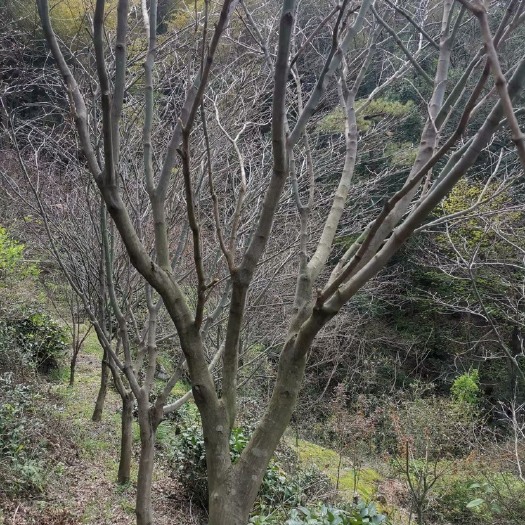 宁波枫香树 红枫