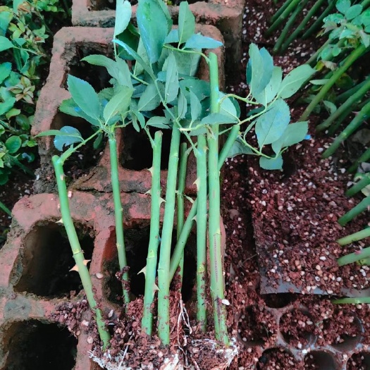 昆明小果蔷薇苗  蔷薇 爬藤植物 粗壮易成活