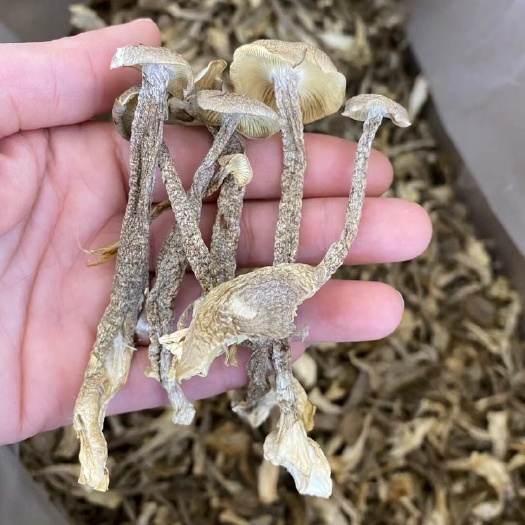 漳州 各種規(guī)格鹿茸菇批發(fā)，價格優(yōu)惠
