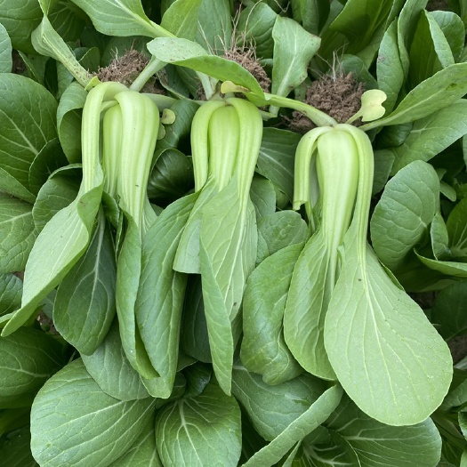 曹县油菜  上海青小青菜精品