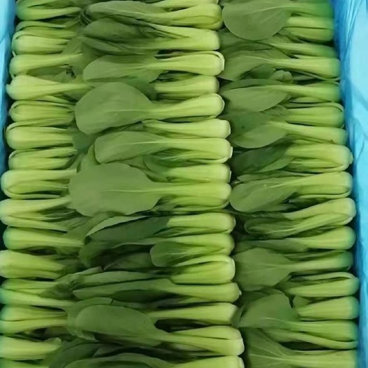 曹县常年有精品大棚露天上海青，小白菜等精品蔬菜
