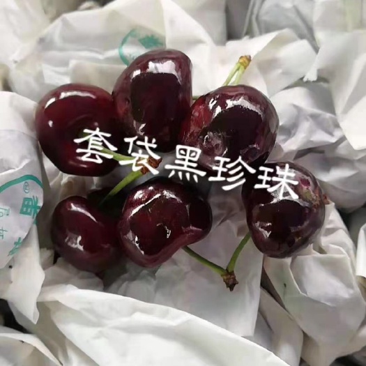 雅安 汉原大樱桃